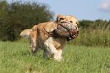 GOLDEN RETRIEVER 415